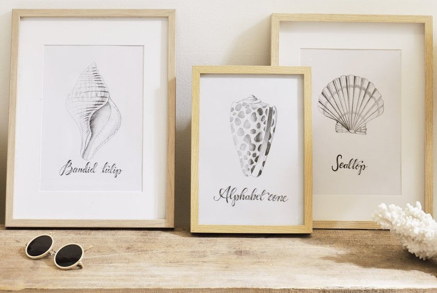 The Art of Sea Shell Drawings with Staedtler Lumograph