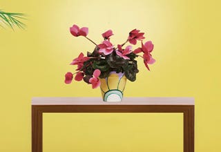 Reeves Petal Painted Pot Plant