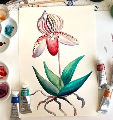 Winsor & Newton Botanical Watercolour Series: Striped Orchid