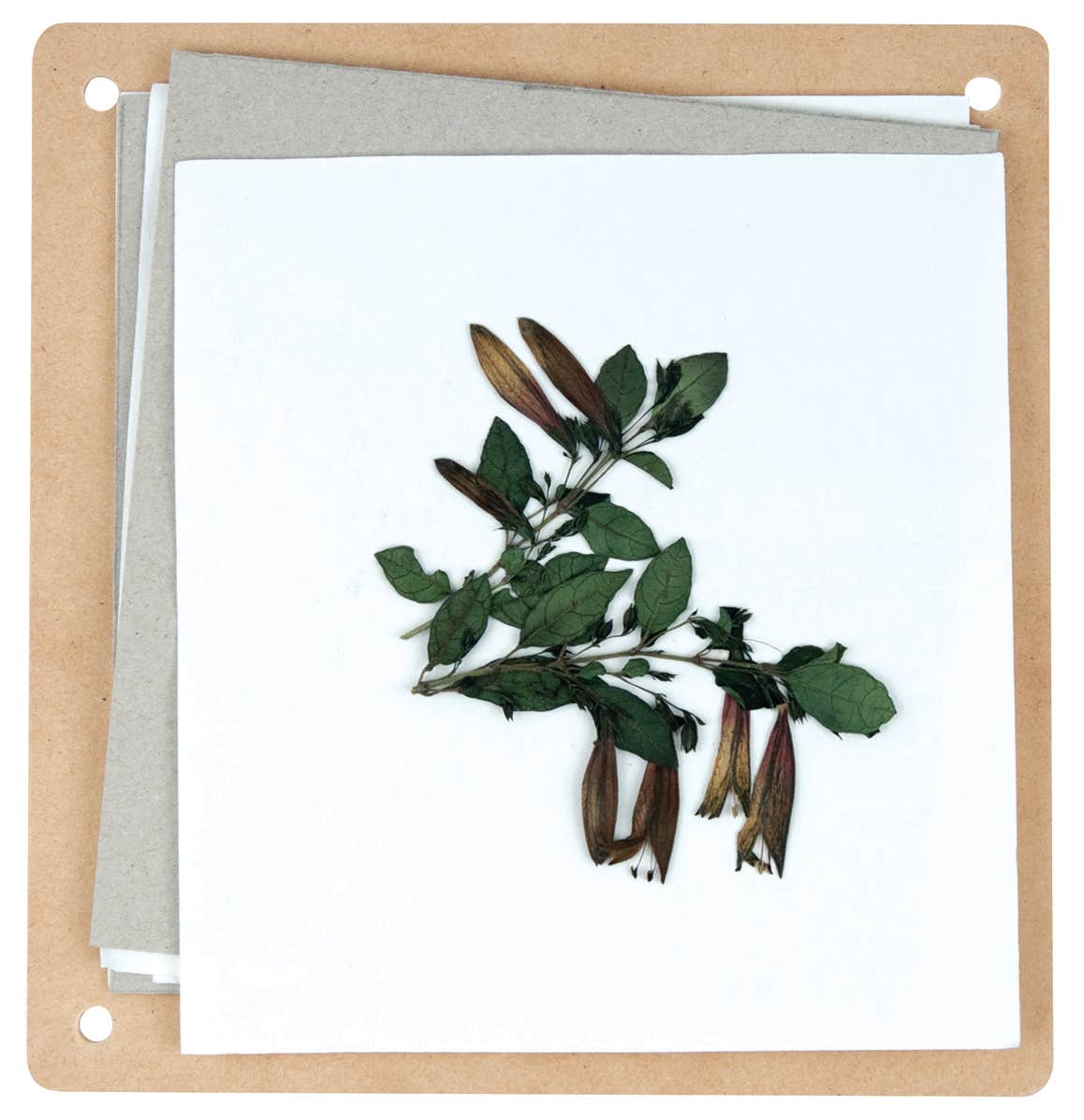 Discovery Flower Press Kit