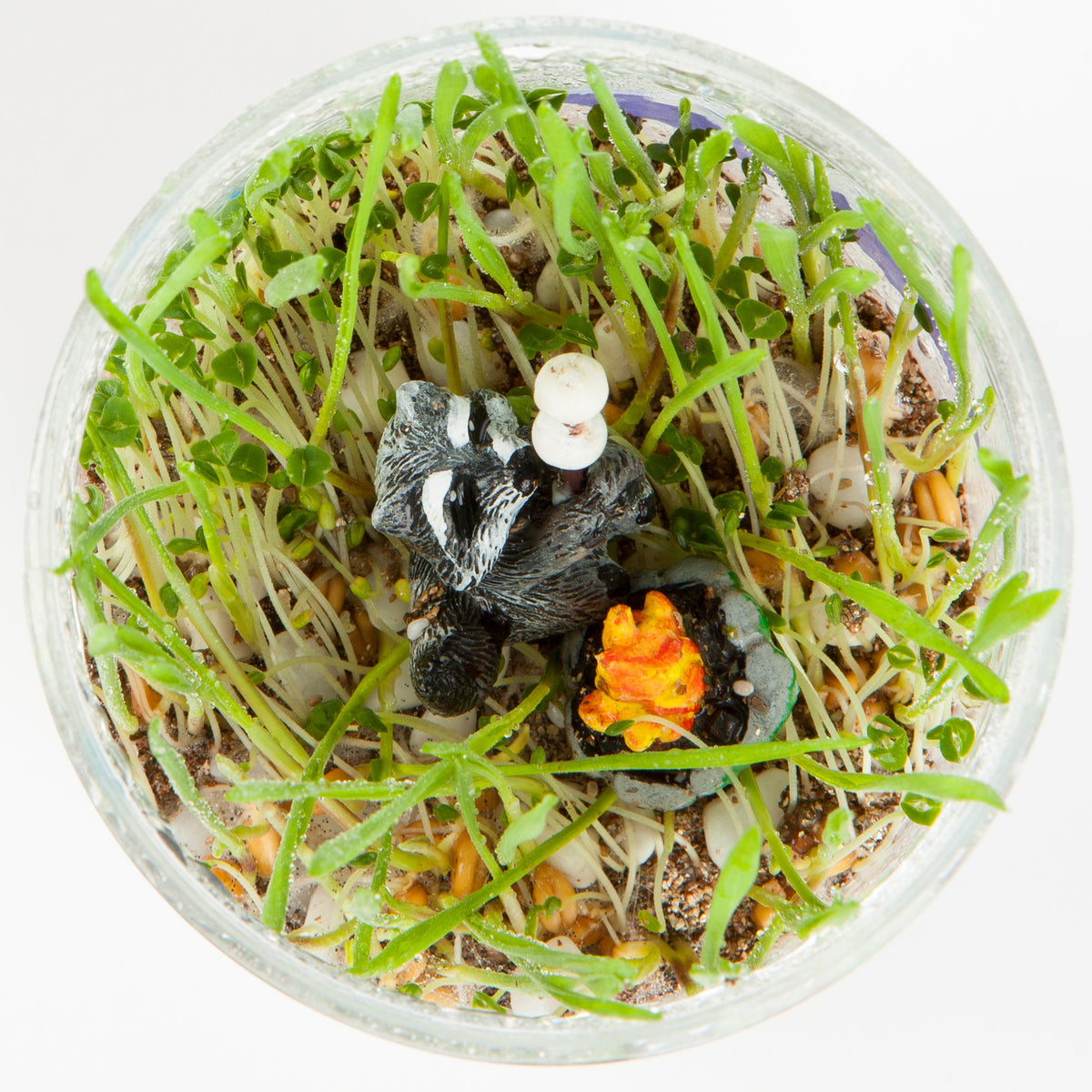 Faber-Castell Creativity for Kids Grow and Glow Terrarium Kit