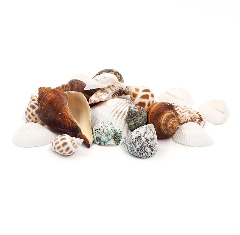 Arbee Seashells Tub Assorted 500g