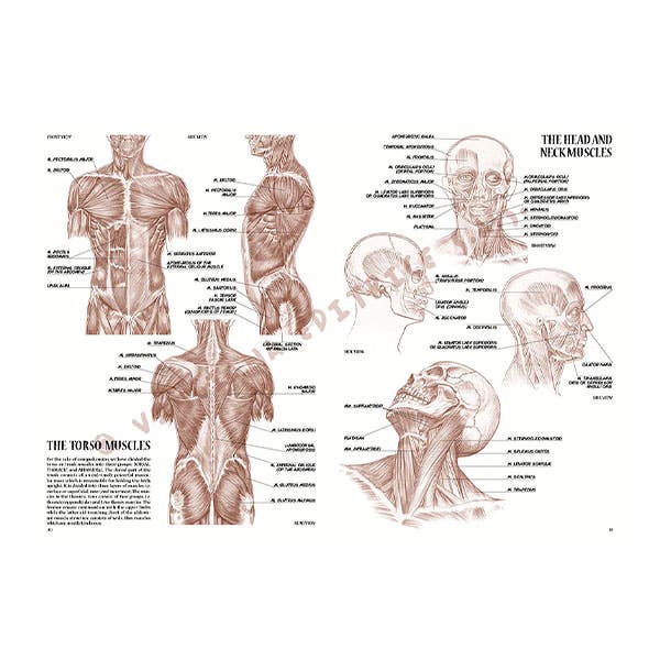 Leonardo Collection: 04 Anatomy for Artist Book