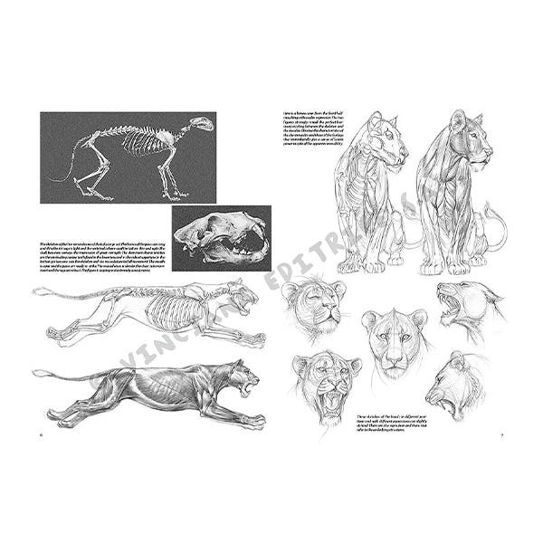 Leonardo Collection: 12 Animals Book