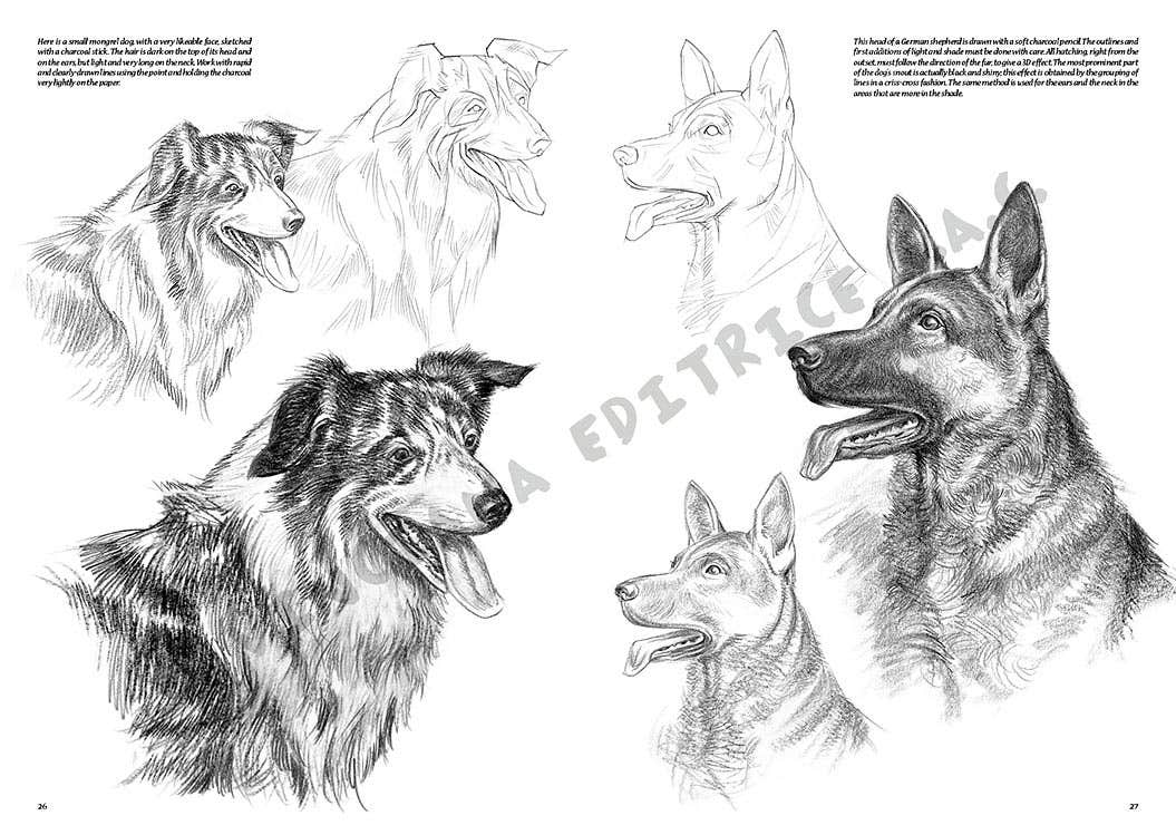 Leonardo Collection: 13 Animals Book