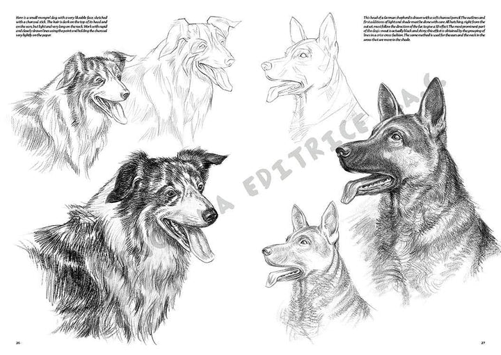 Leonardo Collection: 13 Animals Book