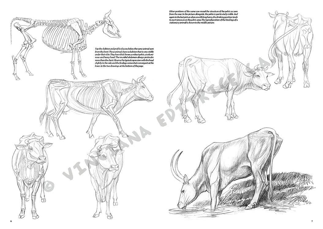 Leonardo Collection: 13 Animals Book