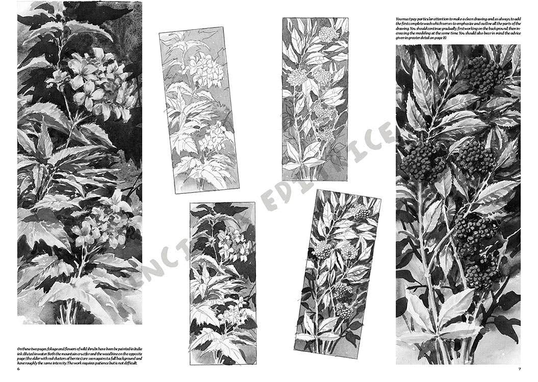 Leonardo Collection: 20 Flowers Books