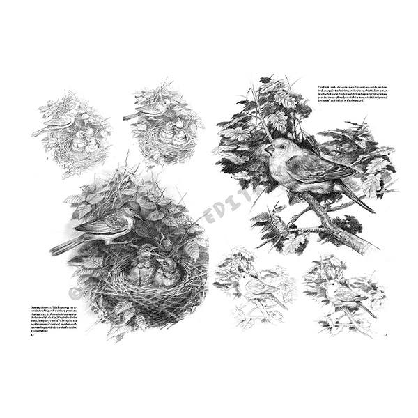 Leonardo Collection: 28 Bird Book