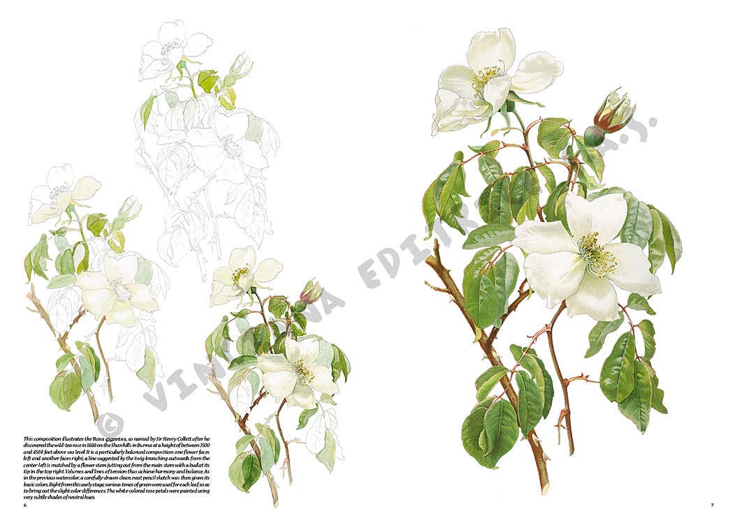 Leonardo Collection: 42 Roses Book