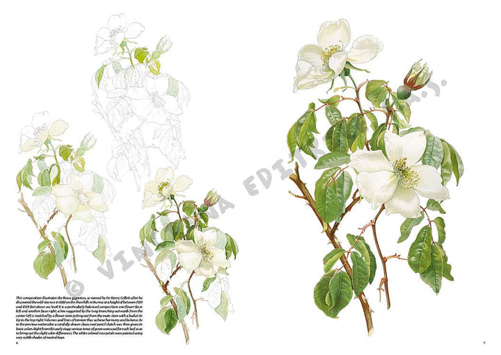 Leonardo Collection: 42 Roses Book