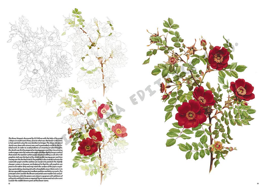 Leonardo Collection: 42 Roses Book