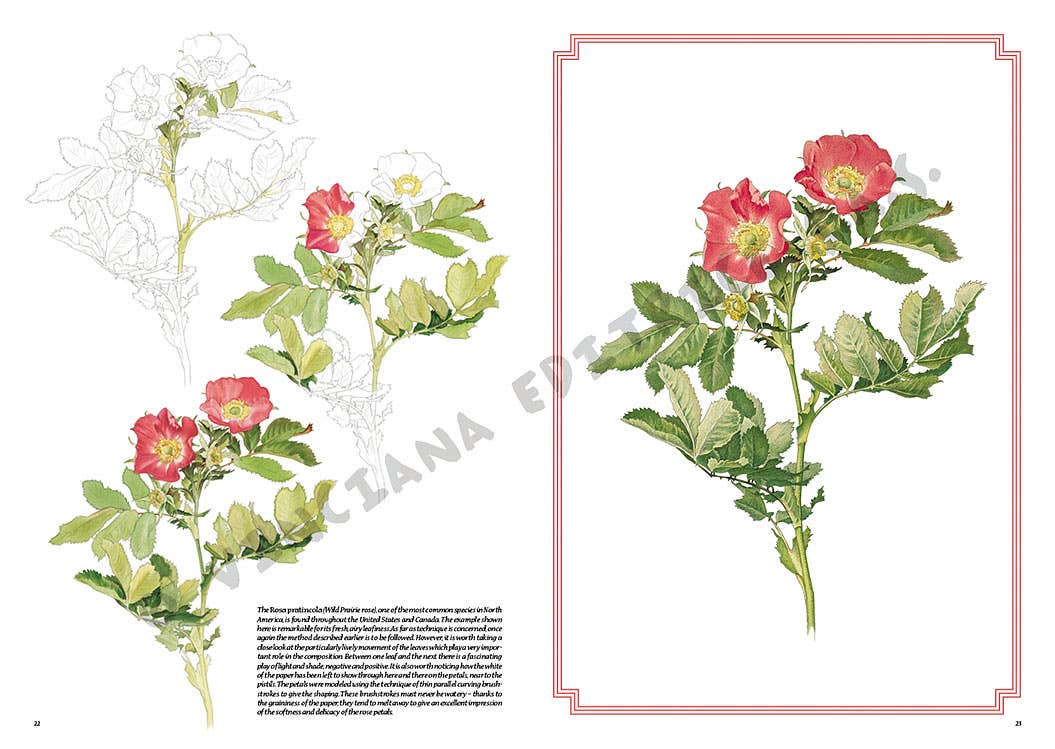 Leonardo Collection: 42 Roses Book