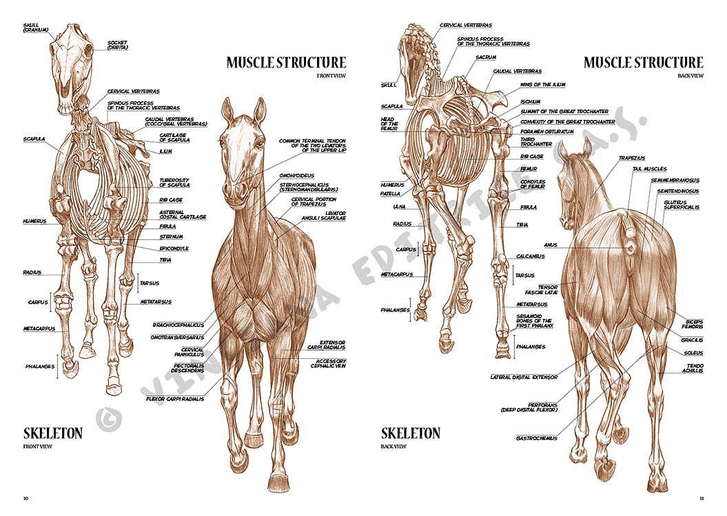 Leonardo Collection: 06 Horse Book